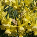 Narcissus triandus 'Hawera' PB 3